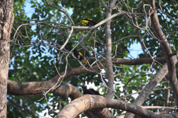 Xexéus em árvore ao lado da Cachoeira do Urubu, entre os municípios de Batalha e Esperantina - PI